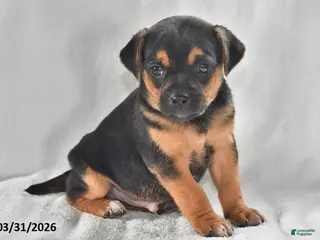 Mixed Breed dogs for sale: Ace - Ad 3