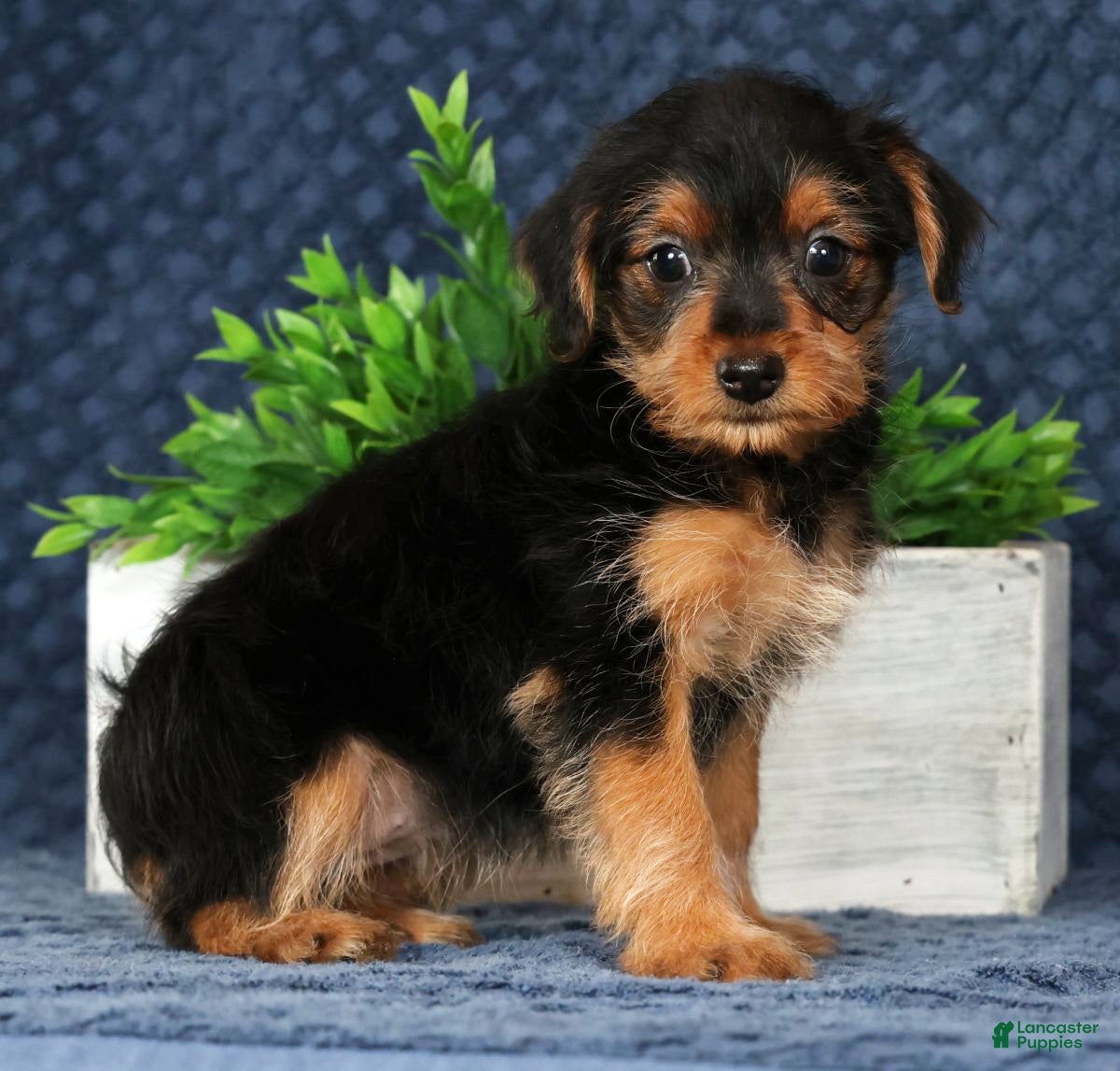 Yorkiepoo dogs Victoria - Ad 2