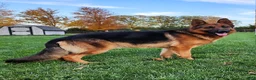 German Shepherd dogs for sale: Ash  - Ad 7