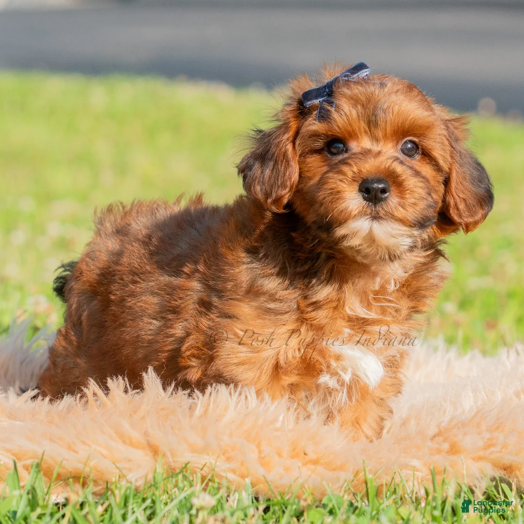 Yorkiepoo dogs for sale: Azrael - Ad 2