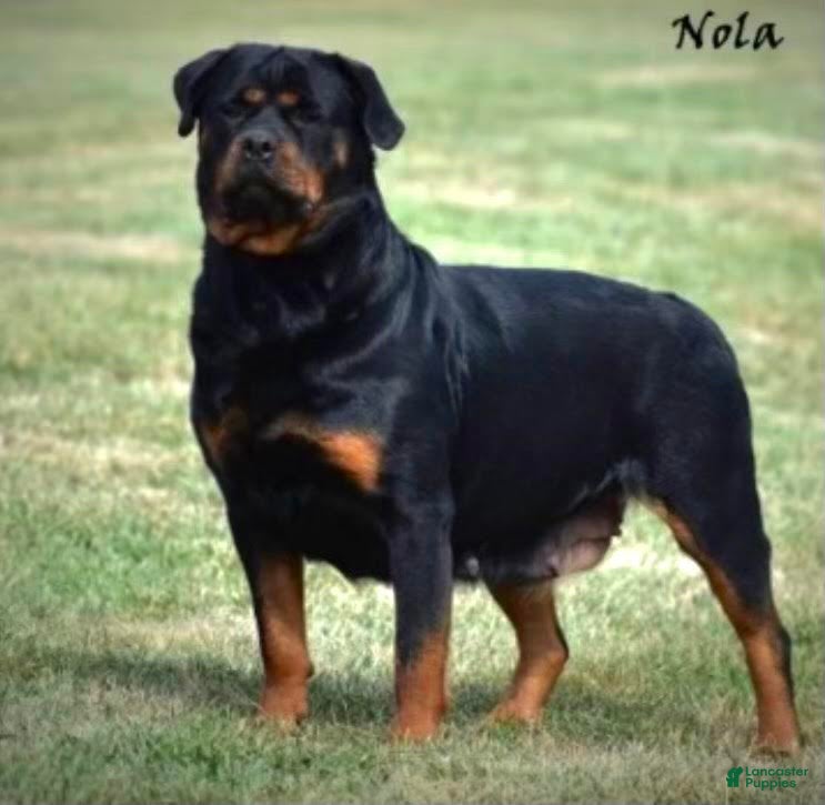 Rottweiler dogs Rottweiler Puppy 2 - Ad 2