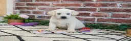 Labrador Retriever dogs for sale: Wanda  - Ad 2