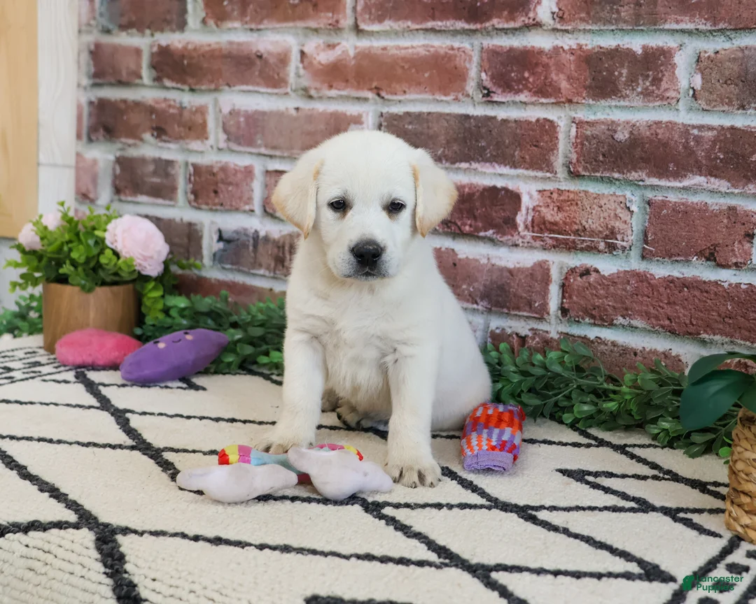 Labrador Retriever dogs for sale: Wanda  - Ad 2
