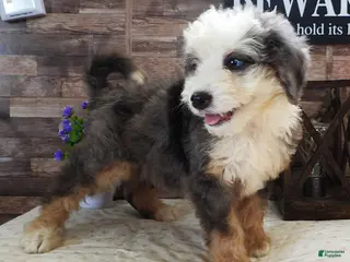 Mini Bernedoodle dogs #10 Male (Splash's) - Ad 17