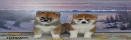 Shiba Inu dogs for sale: Bethany - Ad 4