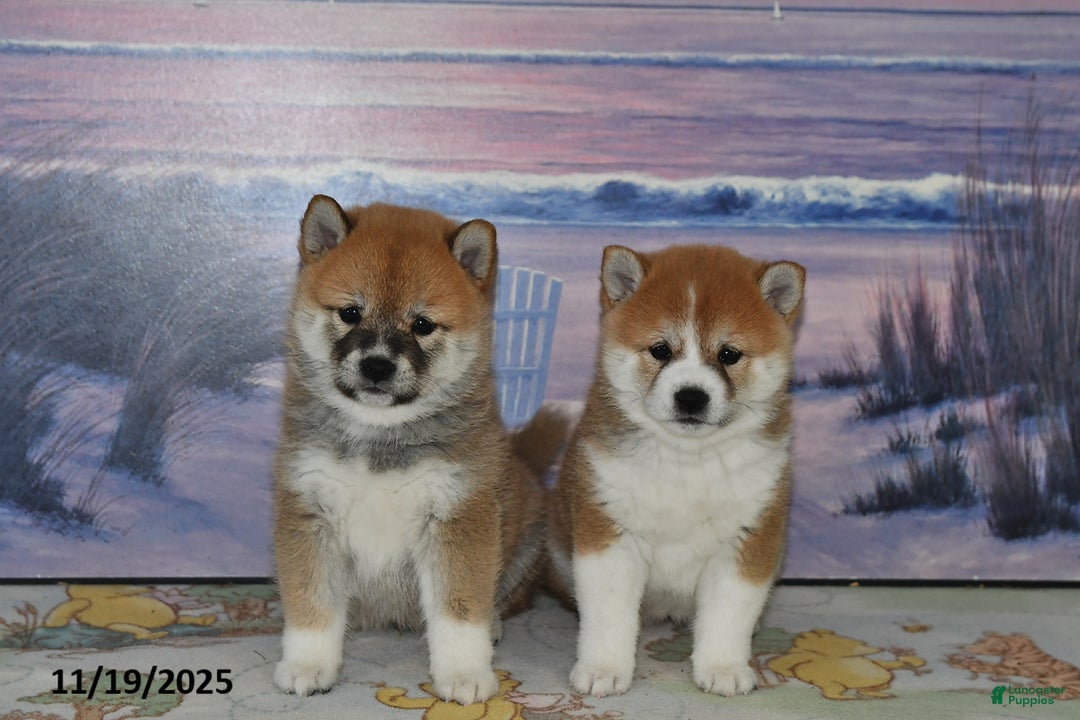 Shiba Inu dogs for sale: Bethany - Ad 4