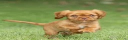 Cavalier King Charles Spaniel dogs for sale: Pepper Cavalier King Charles Spaniel  - Ad 5