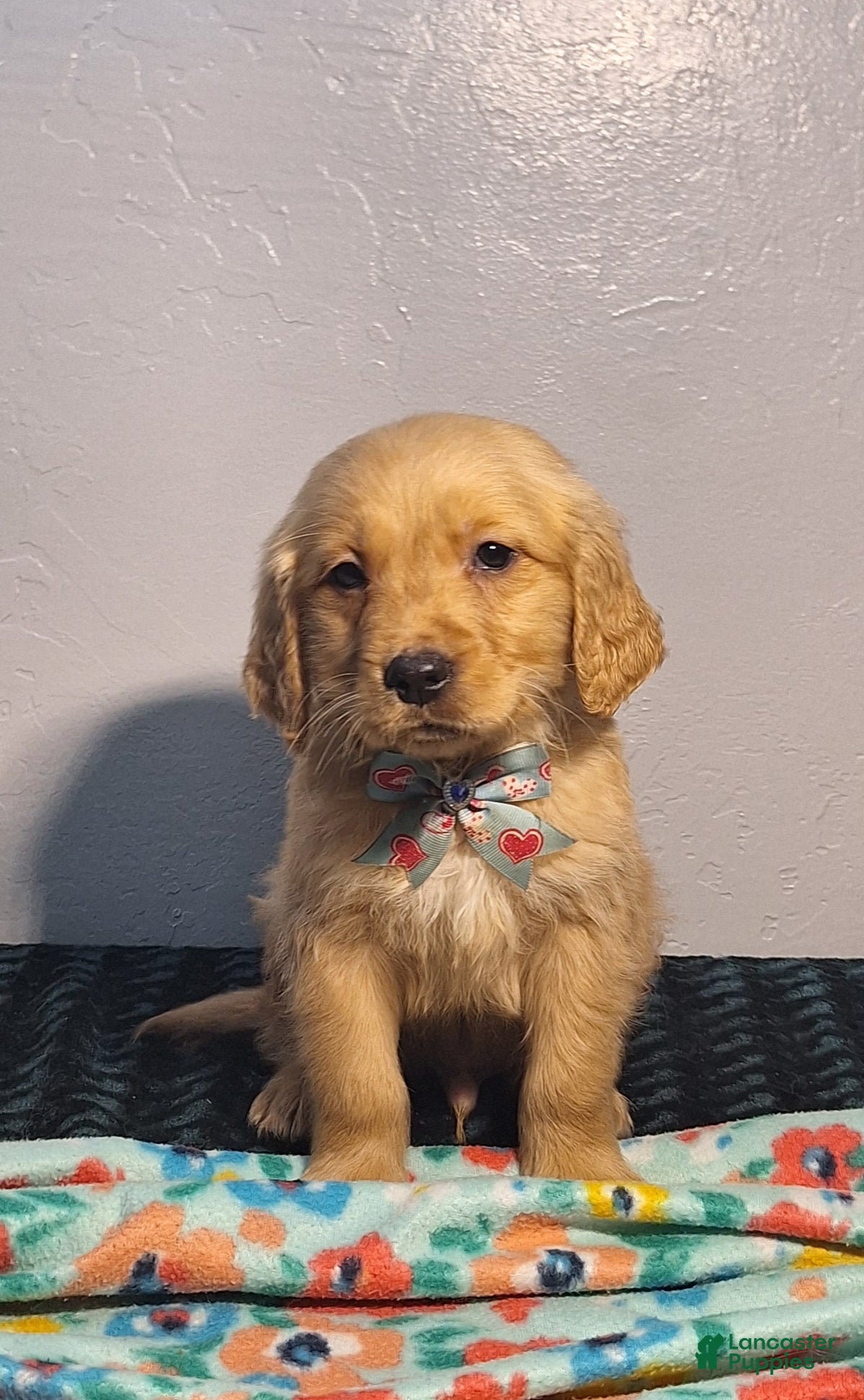 Golden Retriever dogs Taskus - Ad 1