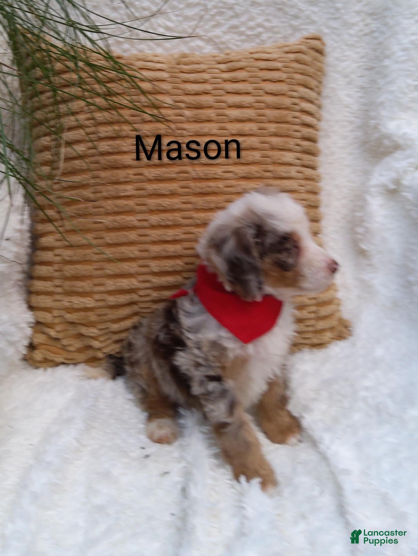 Mini Bernedoodle dogs Mason  - Ad 9