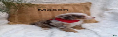 Mason 