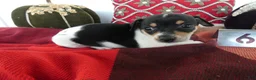 Chihuahua dogs for sale: Chihuahua 6 Tooley - Ad 3