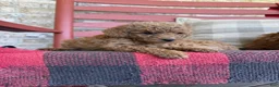 Mixed Breed dogs for sale: Terri - Ad 2