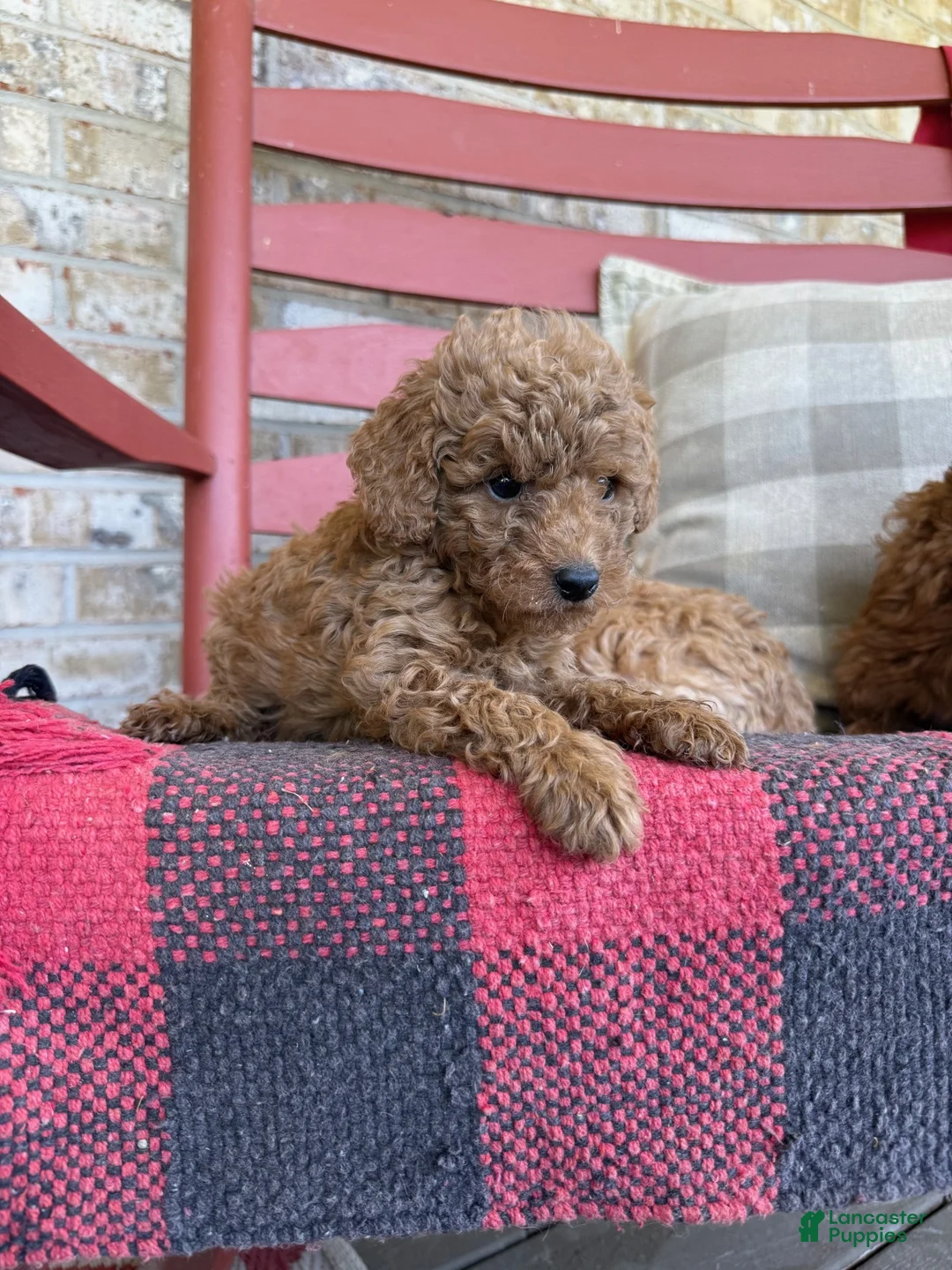 Mixed Breed dogs for sale: Terri - Ad 2