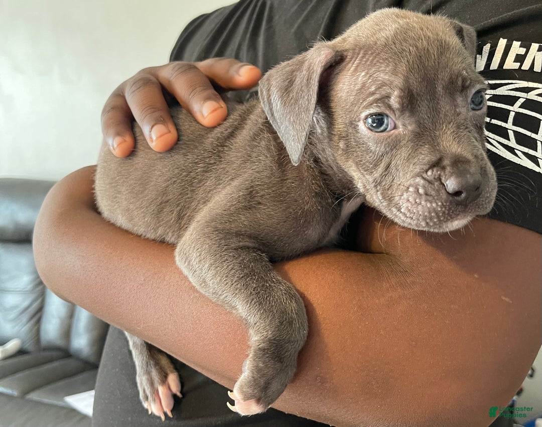 American Pit Bull Terrier dogs for sale: American Pit Bull Terrier Puppy 2 - Ad 2