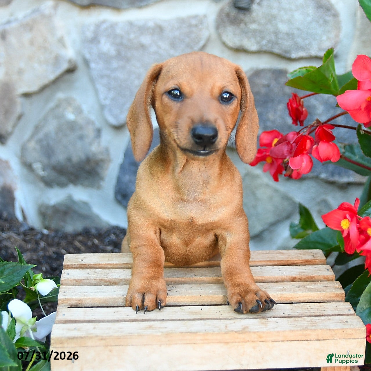 Miniature Dachshund dogs Eloise - Ad 1