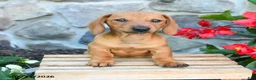 Miniature Dachshund dogs for sale: Eloise - Ad 1