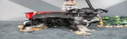 Miniature Schnauzer dogs for sale: Lincoln - Ad 3