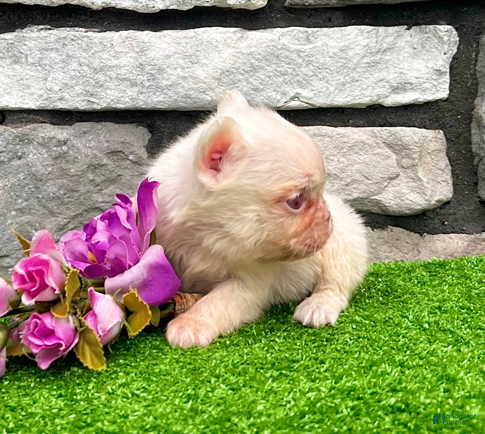French Bulldog dogs Crystal Pink - Ad 1
