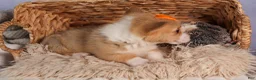 Welsh Corgi Pembroke dogs for sale: Carter  - Ad 4