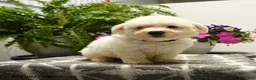 Bichon Frise dogs for sale: Crandle - Ad 3