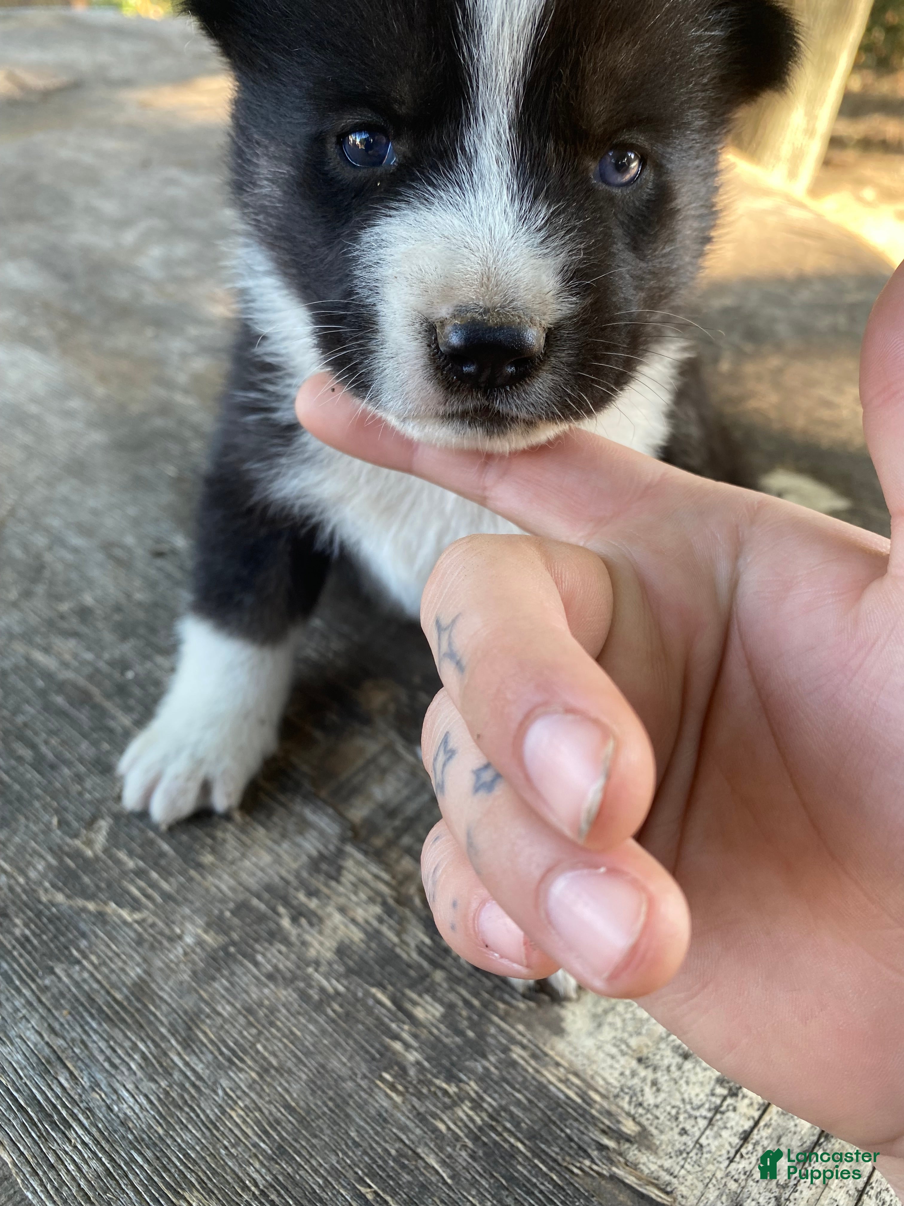 Mixed Breed dogs Cinco - Ad 1