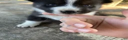 Mixed Breed dogs for sale: Cinco - Ad 1