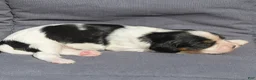 Cavalier King Charles Spaniel dogs for sale: Brian Cavalier King Charles Spaniel  - Ad 3