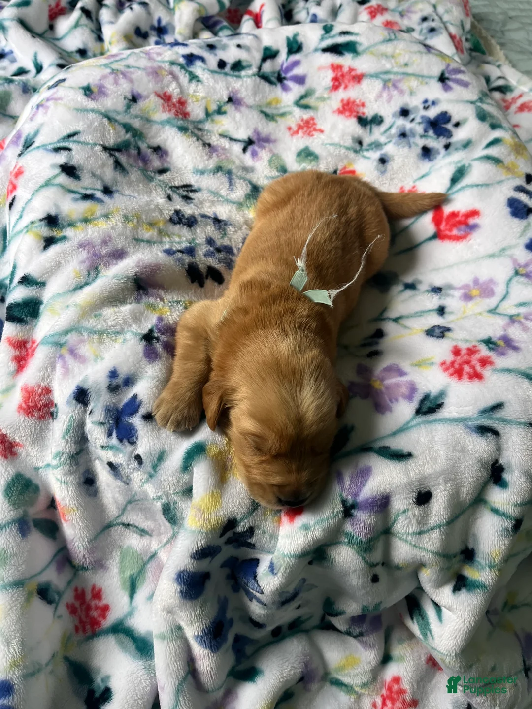 Golden Retriever dogs for sale: Golden Retriever Puppy 9 - Ad 2