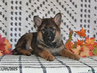 German Shepherd dogs - Ad 31