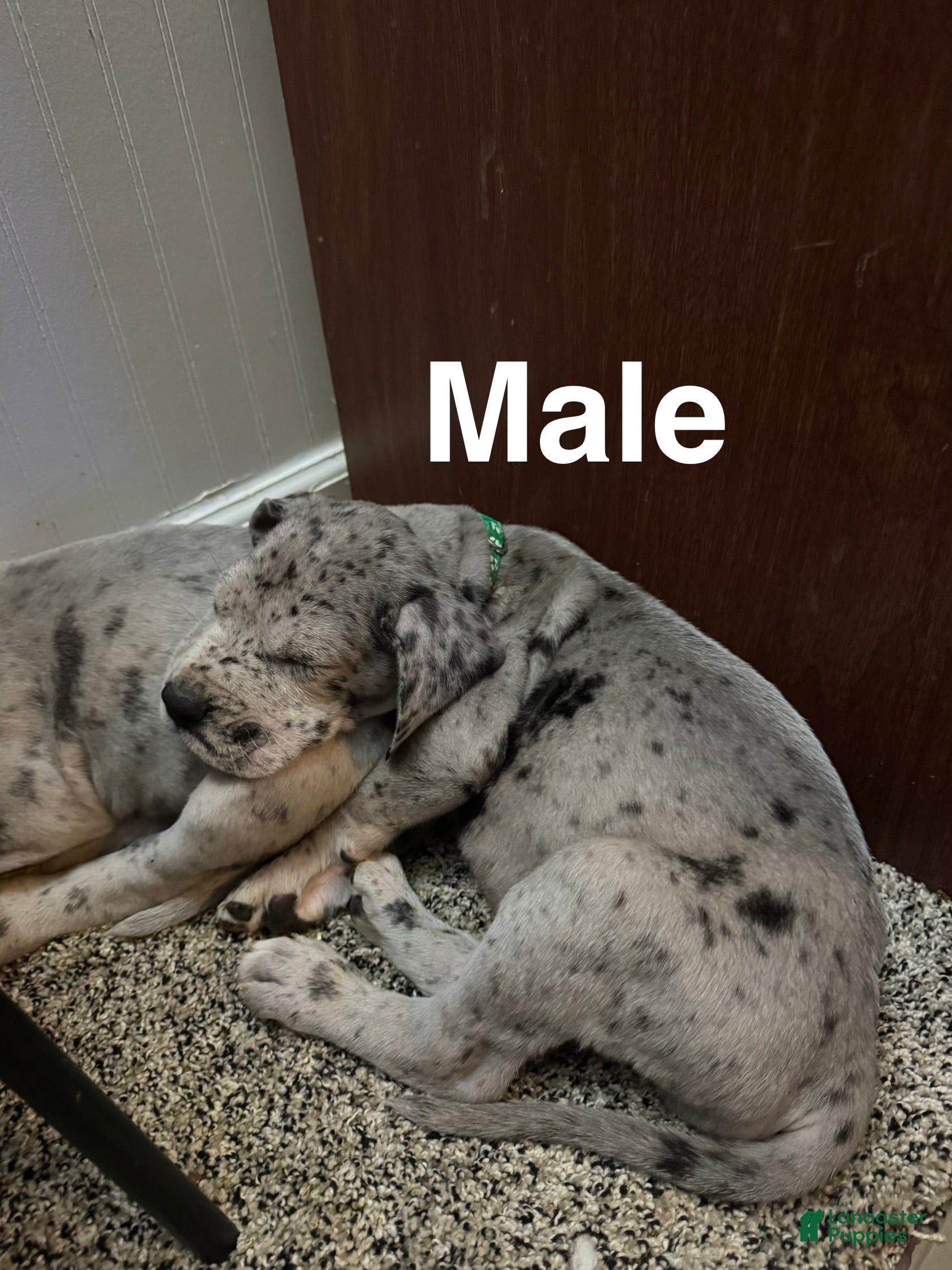 Great Dane dogs Raj  - Ad 31