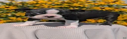 Boston Terrier dogs for sale: Turbo - Ad 8