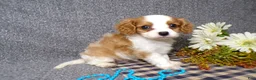 Cavalier King Charles Spaniel dogs for sale: Bozo - Ad 4