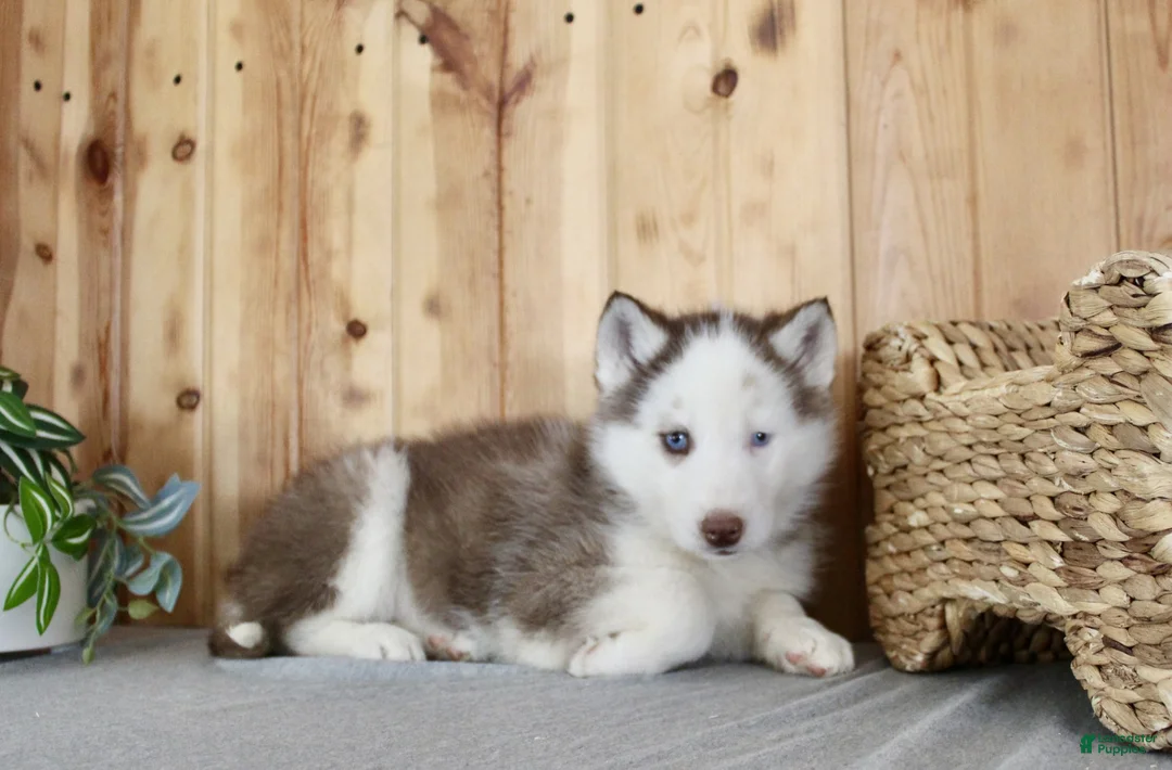 Siberian Husky dogs for sale: Dexter - Ad 7