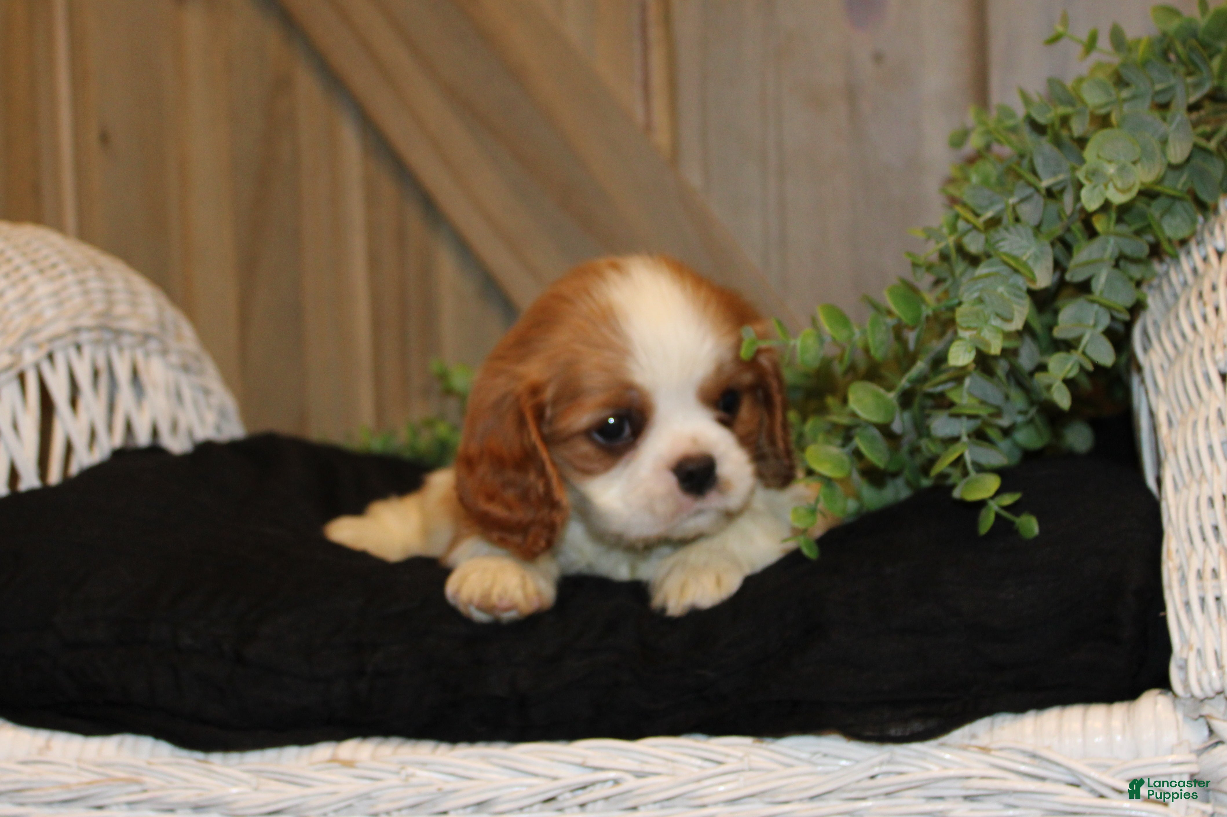 Cavalier King Charles Spaniel dogs for sale: Cooper - Ad 3