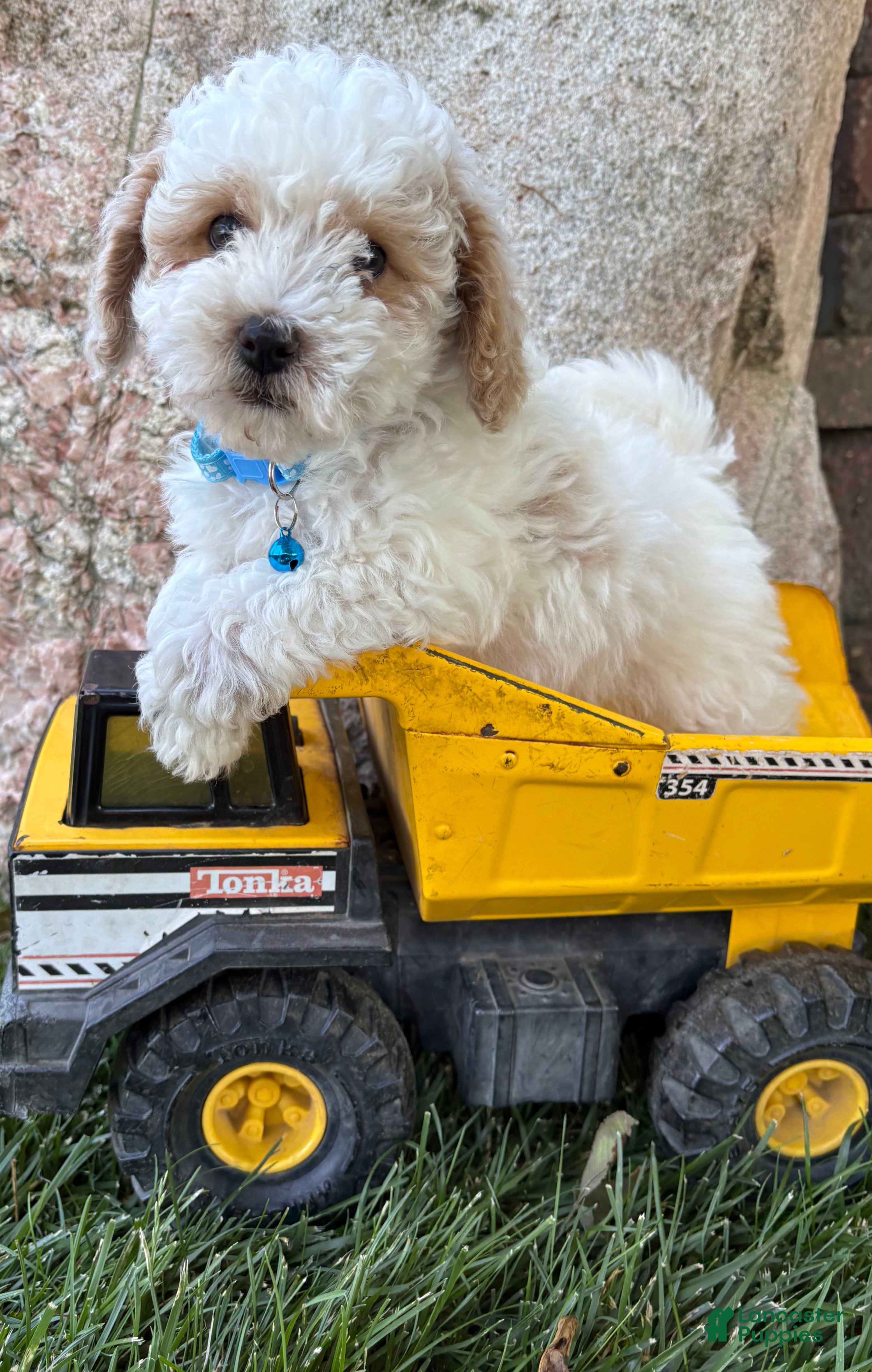 Havapoo dogs Arlo - Ad 1
