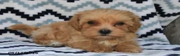 Maltipoo dogs for sale: Daxton - Ad 3