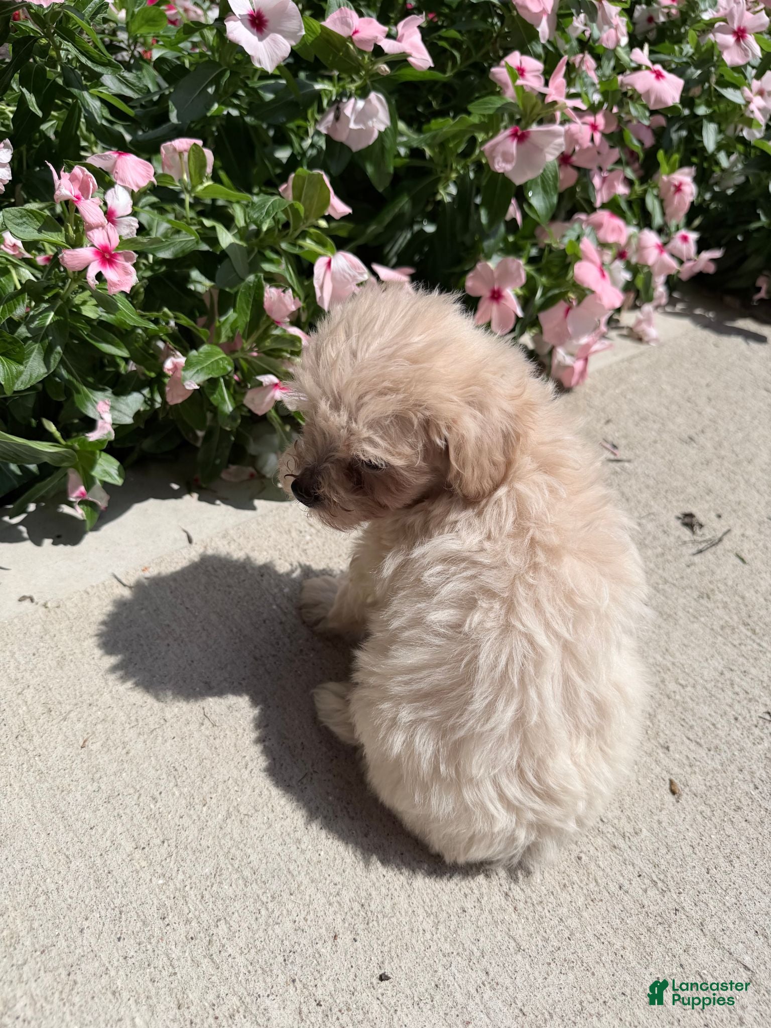 Maltipoo dogs Kirby - Ad 2