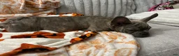 French Bulldog dogs for sale: French Bulldog 2 - Ad 10