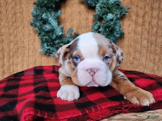 English Bulldog dogs Frisco - Ad 27
