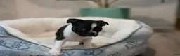 Boston Terrier dogs for sale: Perfect - Ad 7