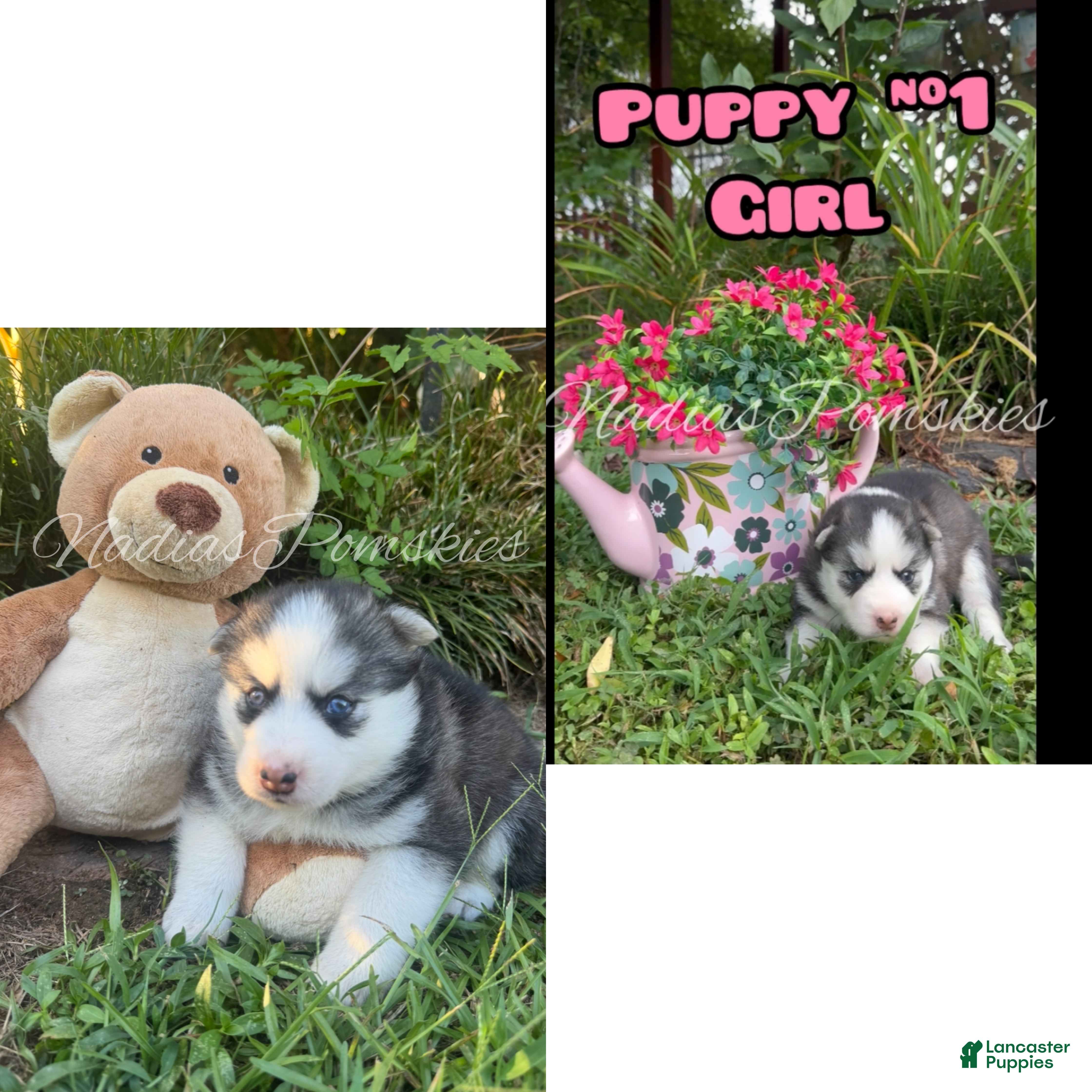 Pomsky dogs Pomsky 1 Girl  - Ad 1