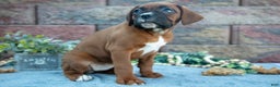 Boxer dogs for sale: Riba - Ad 3