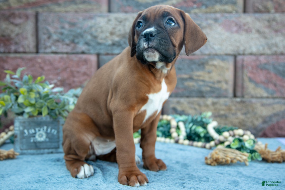 Boxer dogs for sale: Riba - Ad 3