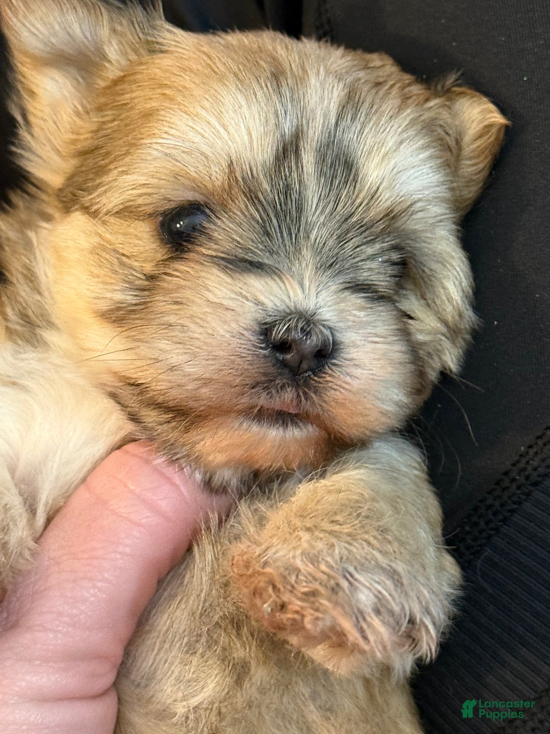 Morkie dogs for sale: TEACUP JOY  - Ad 1