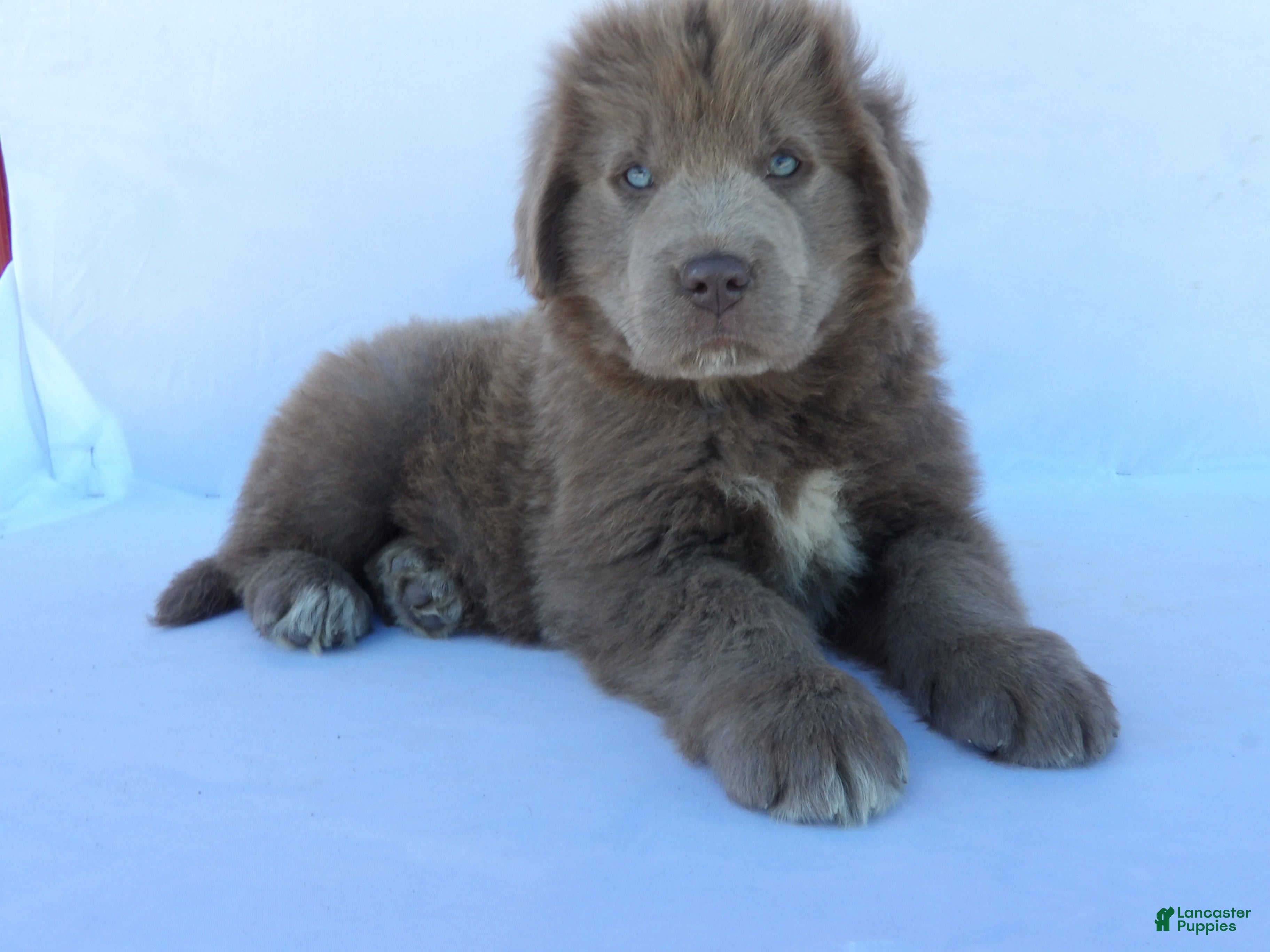 Newfoundland dogs for sale: Chloe - Ad 2