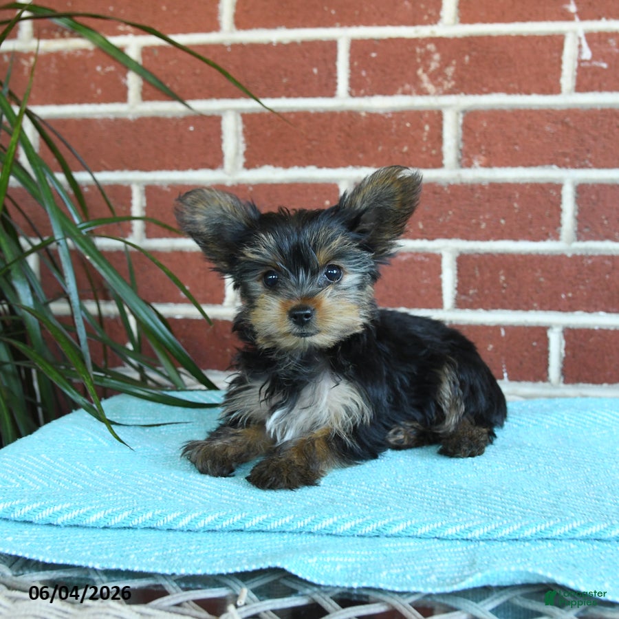 Yorkshire Terrier dogs Nutella - Ad 2