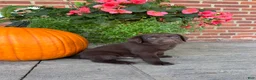 Labrador Retriever dogs for sale: Max - Ad 4