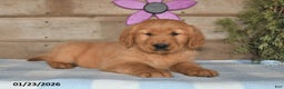 Golden Retriever dogs for sale: Buddy - Ad 2