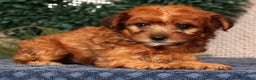 Yorkiepoo dogs for sale: Melanie - Ad 6