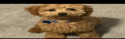Toy Poodle dogs for sale: Rocky - Ad 3